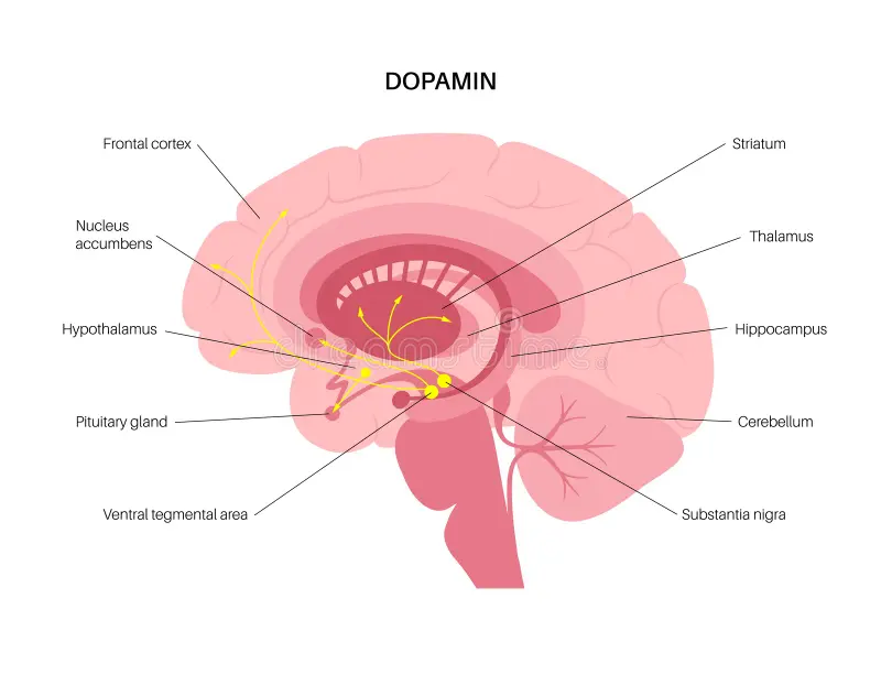 Brain with dopamine pathways illustration